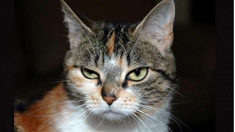 gatto buffo