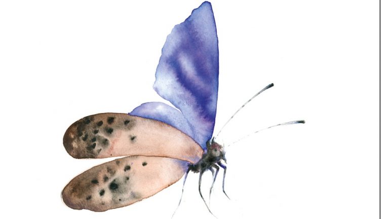 FARFALLA ILLUSTRAZIONE