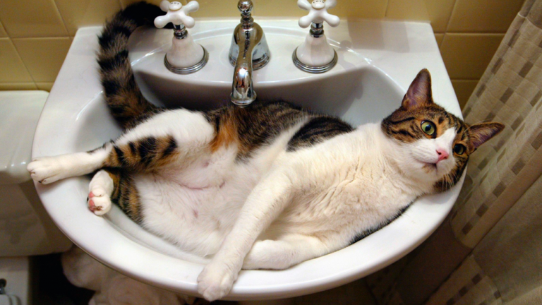 gatto lavandino